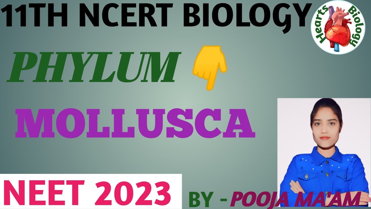 #PHYLUM MOLLUSCA ll MOLLUSCAN ll 11Th NCERT BIOLOGY ll NEET, KVS, NVS ...