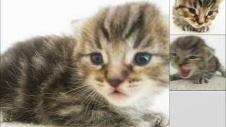 Bee Gees How Deep Is your love? With my Cat Burrito