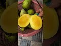 #garden fruit #season mango#yummy fruit#home garden