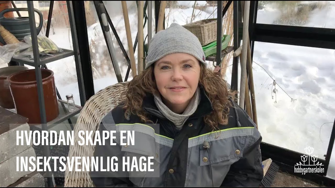 Hvordan skape en insektsvennlig hage