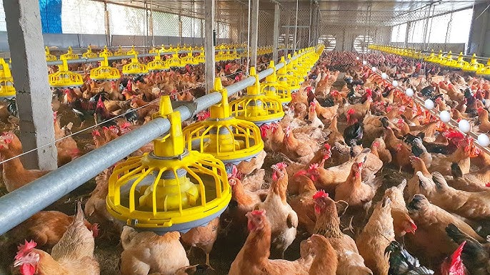 Chinese Poultry Farmer Feeds Chickens Farm Zhuji East