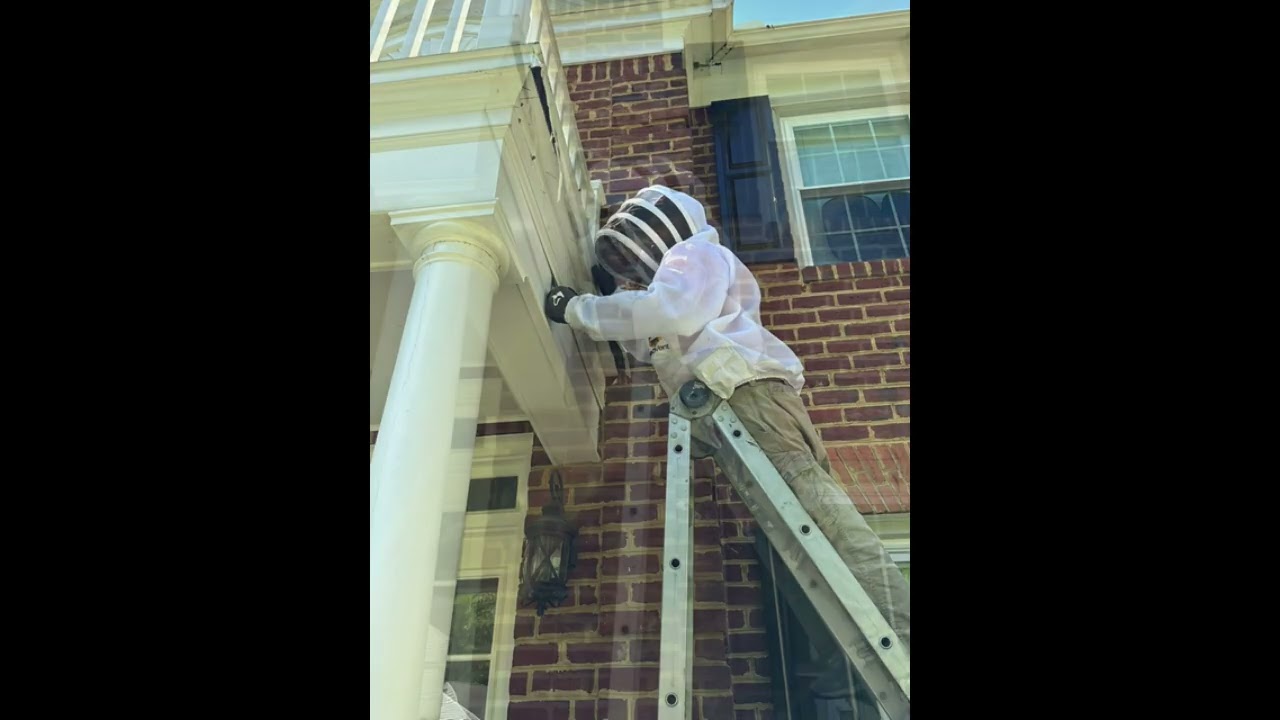 Honey Bee Hive Removal & Relocation – Woodbridge, VA 🐝🏡