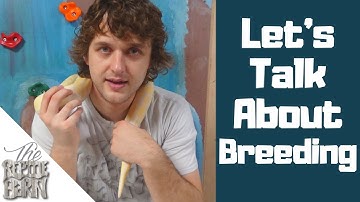 Breeding and Planning Tips For Ball Pythons | Breeding Season 2020