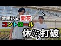 〈紫陽花コントロール⁉︎〉実は紫陽花の開花時期を調整してるんです!