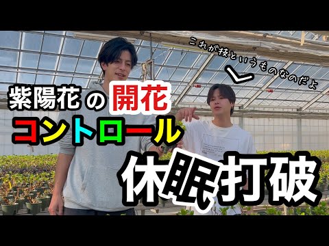 紫陽花の開花時期は品種や環境でこんなに変わる！