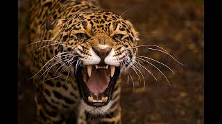 Irritated Leopard Roars and Snarls