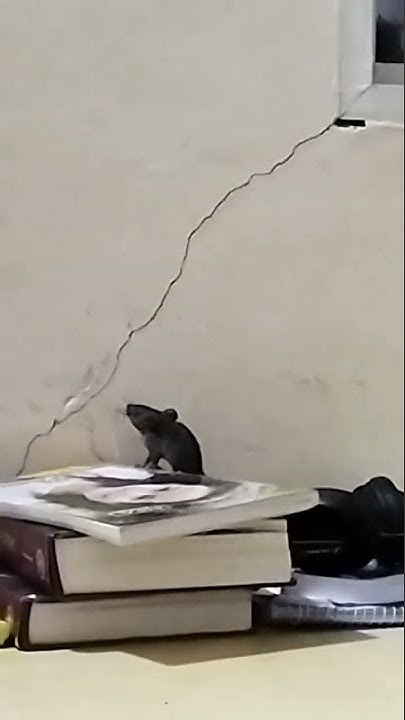 how-to-catch-rat-at-home-rat-poop-vs-mouse-poop-rat-fever-symptoms