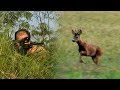 Hunting Roe deer - Gold Medal | Odstrel zlatnog srndaća | Caccia al capriolo | Jagd auf Rehwild