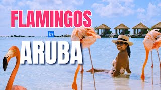 The ONLY Way to See PINK FLAMINGOS in ARUBA (prices + how to get there)