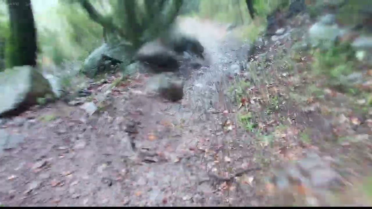 Salagou / sanglier sous la pluie ☔🌧️