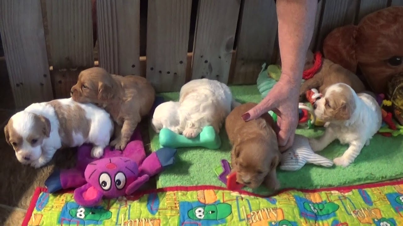 Elsie Rose -Eli-Evie-( Ella Bee-Edna-Ellen adopted)cavapoo pups doodle معنى
