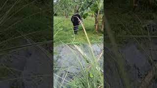 Anu Kaya Ginagawa Nila Sa Sagingan Silipan Ntin