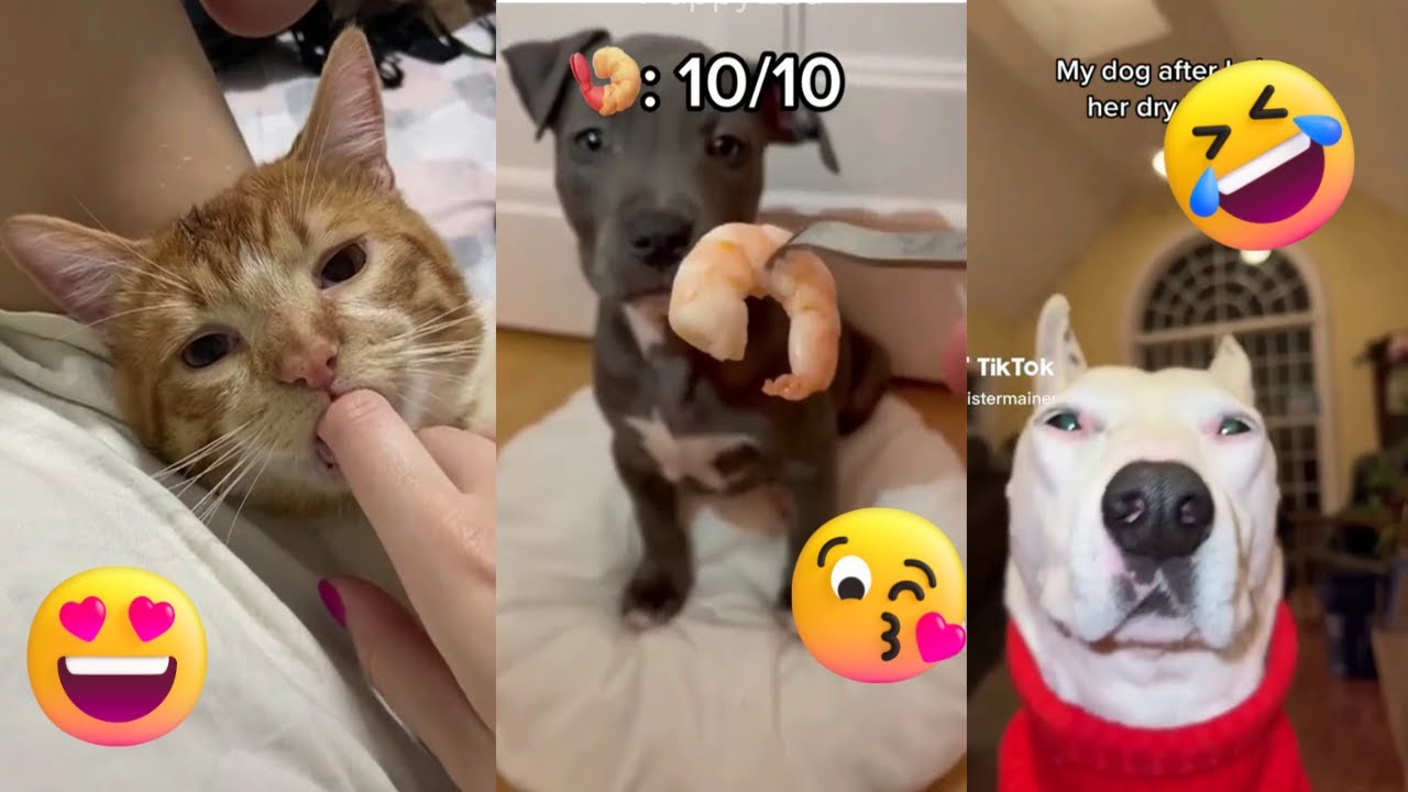 Hey, I Found Some Really Cute Pet TikToks Just For You | Vol 04 | Funny Pets | PuppyLad