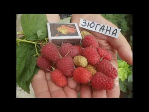 ЗЮГАНА - крупноплодный