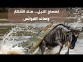 تمساح النيل سيد الأنهار وأسطورة المفترسين تمساح النيل سيد الأنهار وأسطورة المفترسين