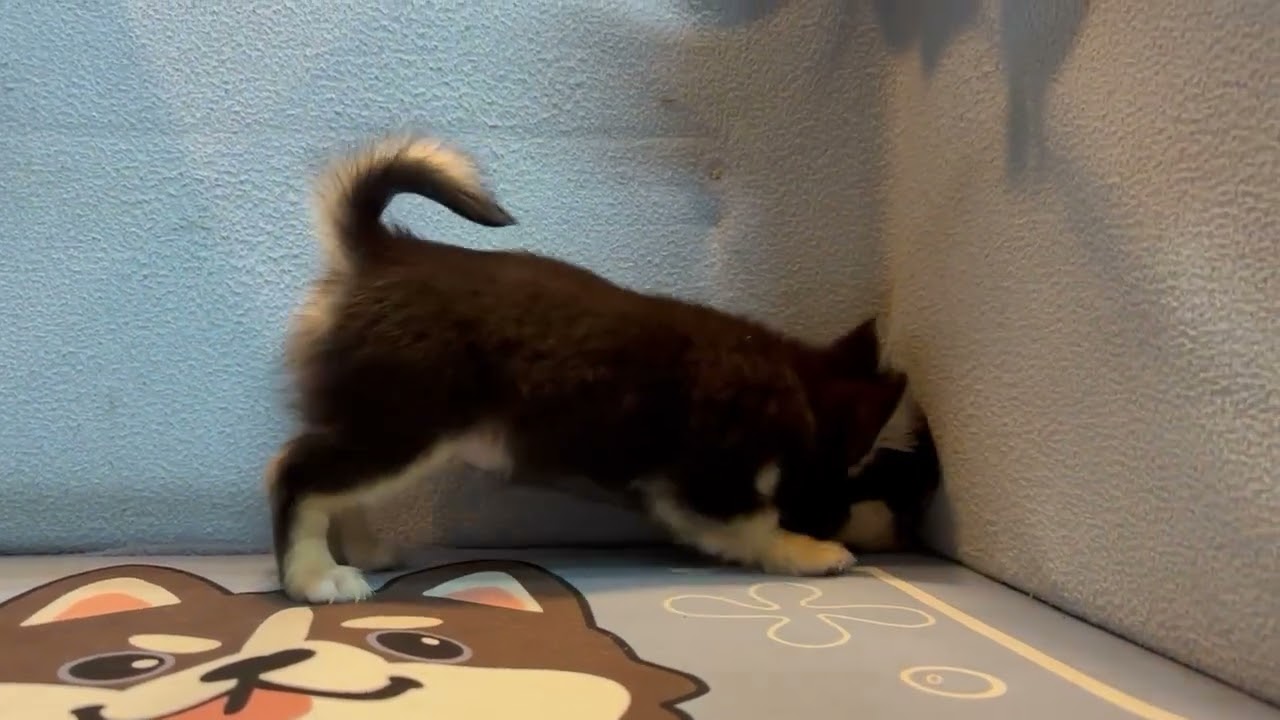 d83f3e72 b453 486c aa97 076b1b895f67