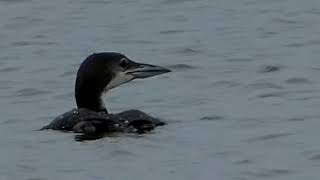 Diving Loon and Cormorant flyby birds shorebirds lake