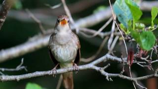 Common Nightingale