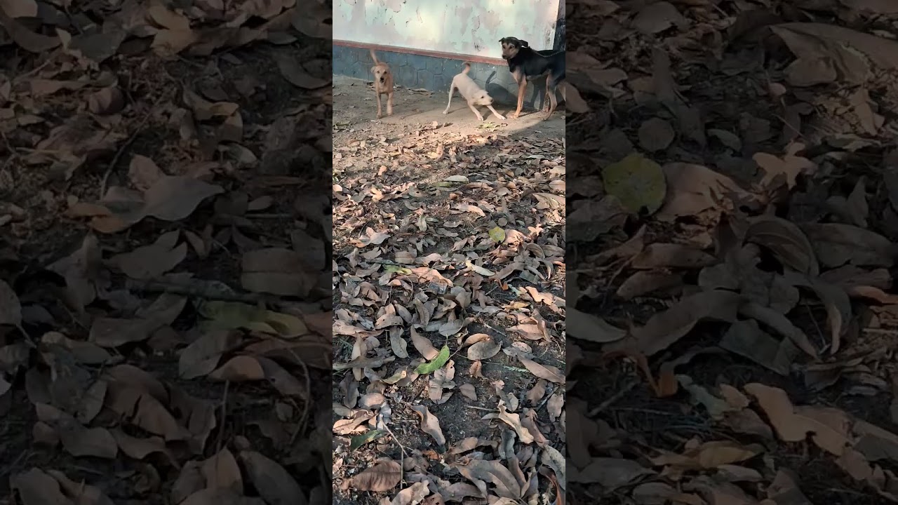 പേർഷ്യൻ അച്ചാച്ചൻ🥰 