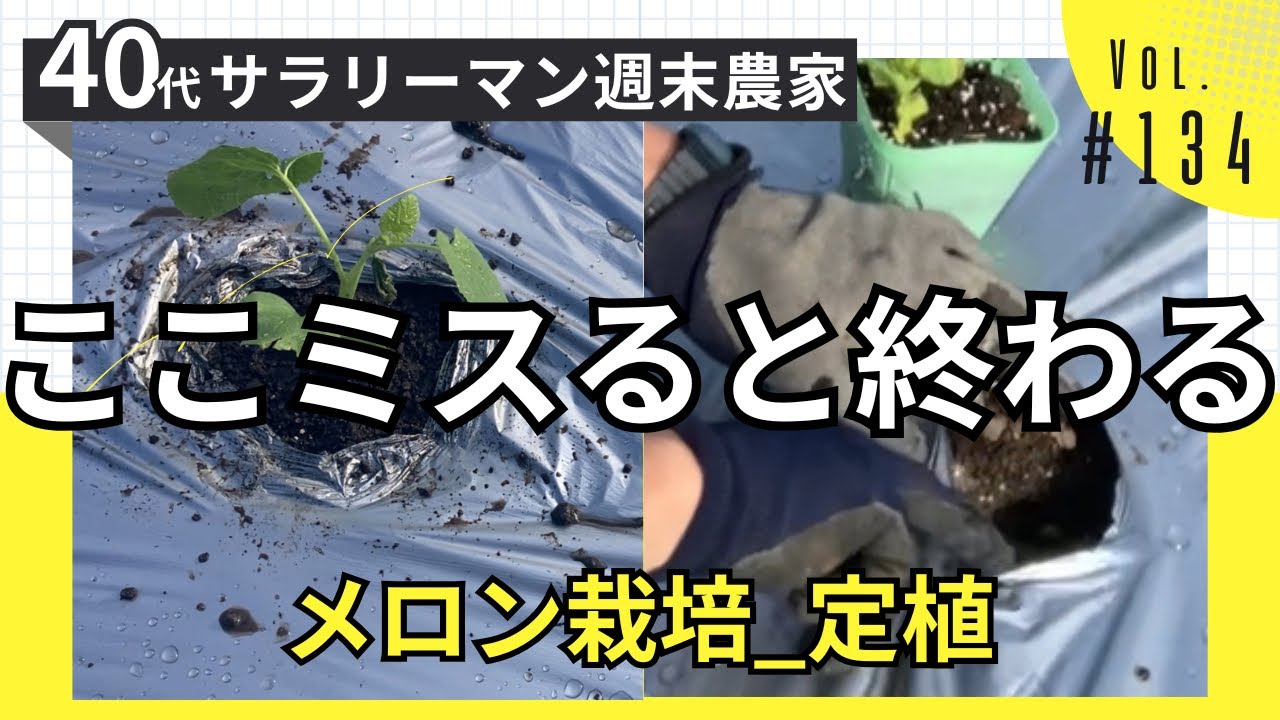 ここで失敗すると終わる…メロン定植のポイント｜ころたん栽培【Vol.134