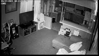 My cat and the Orbs