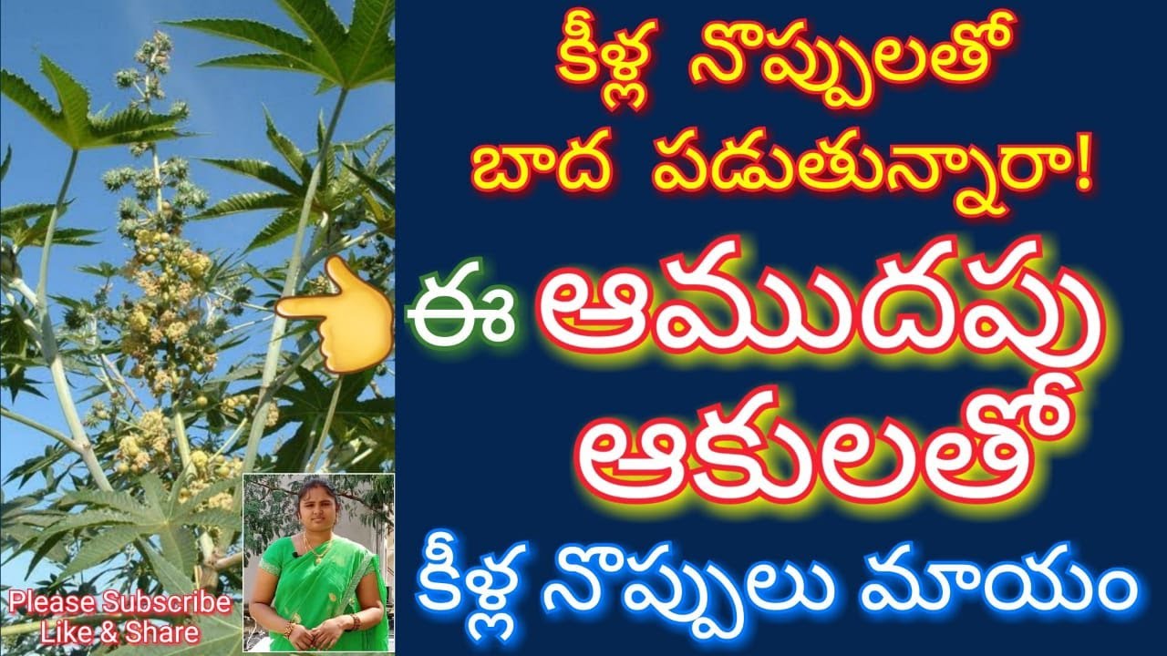 Health Tips Telugu Castor Oil (Amudham) Health Benefits in Telugu