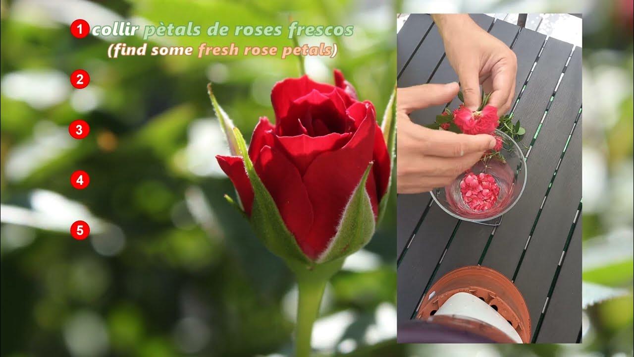 🌱 aigua de roses casolana (homemade rose water) - YouTube