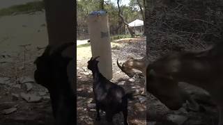 Gave My Goats A Punching Bag, This Is What Happened 🐐 #Shorts #Goat #Punchingbag #Mayahiga #Twitch