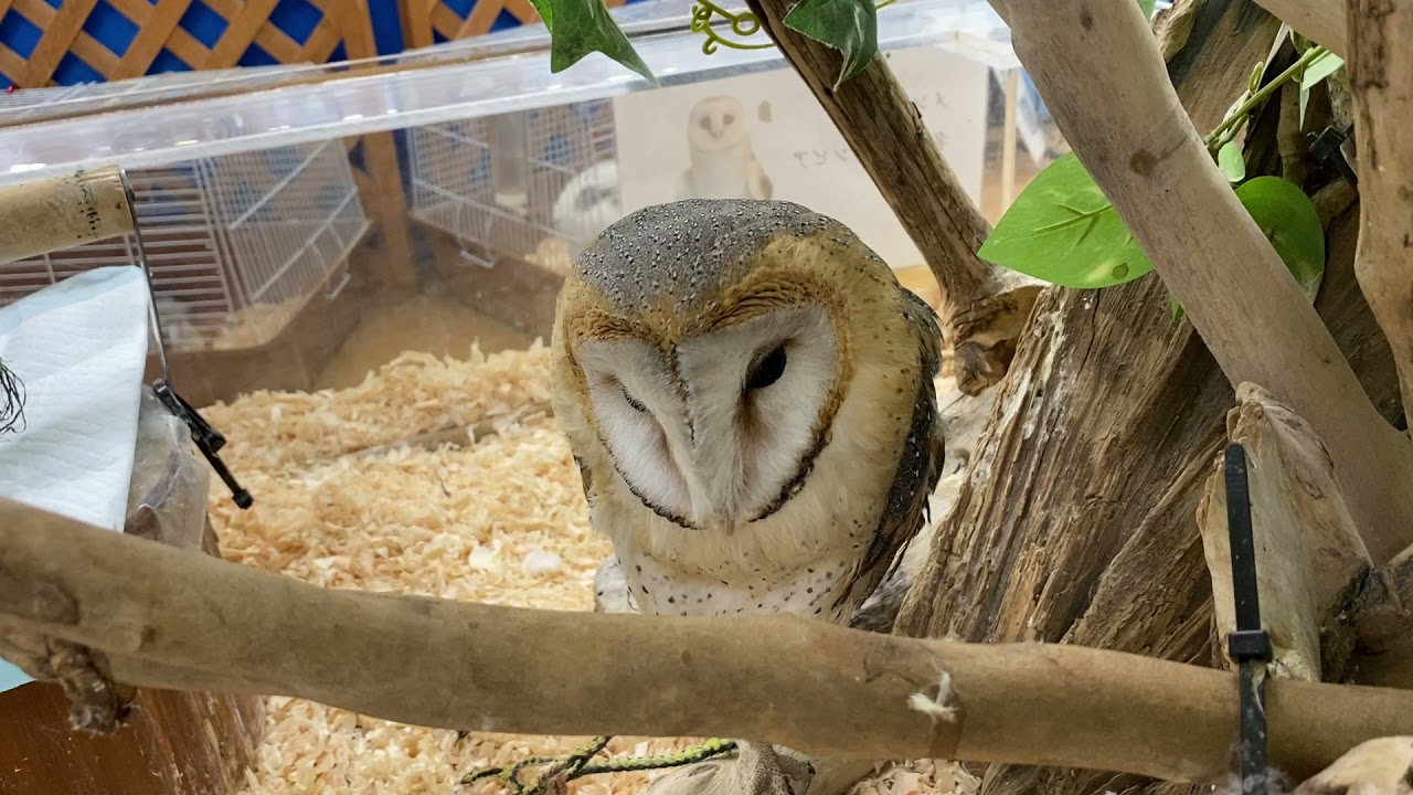首をかしげるメンフクロウがお茶目で可愛い いきものふれあい学校松山店 Youtube