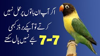 how to get good breed from Lovebirds, Budgies and Cockatiel birds screenshot 5