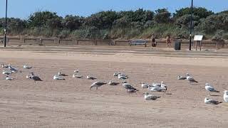 Seagulls Flocking Together for Safety