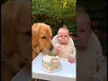 犬と赤ちゃんがケーキを食べる! #赤ちゃん #犬 #baby #dog #pets #cute