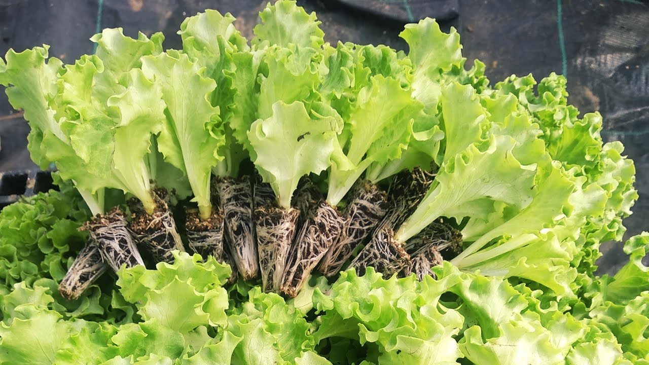 Topraksız Tarımda Fide Dikimi