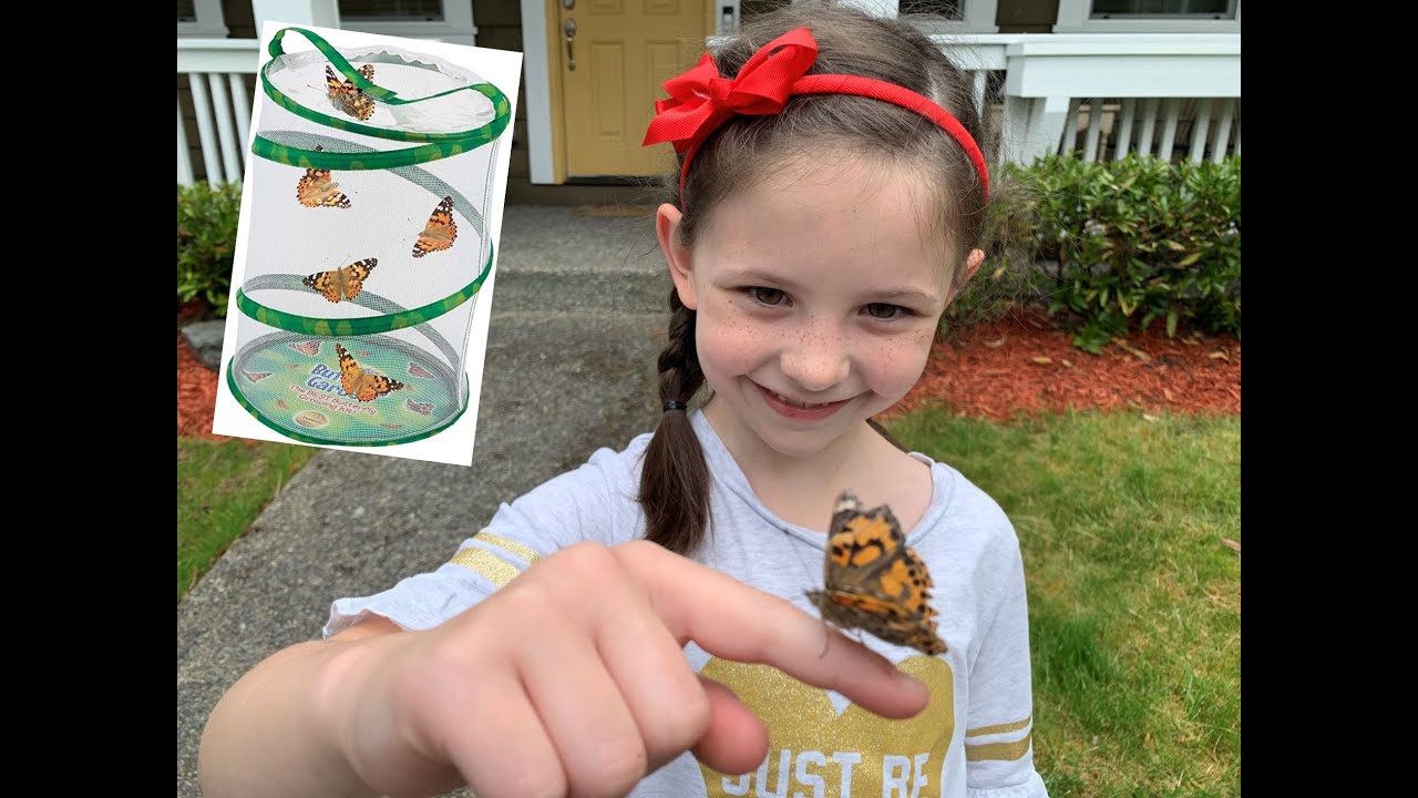 We grew butterflies! Live Butterfly Garden