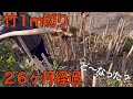 竹1m切りから26ヶ月経過。どーなった?