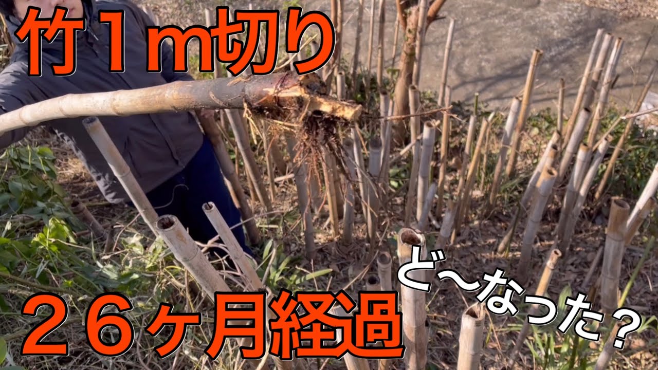 26 months have passed since I cut 1m of bamboo. What happened 