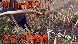 26 months have passed since I cut 1m of bamboo. What happened 