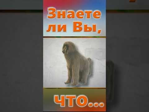 Знаете ли Вы, Что? Гиппопотамы - вредители