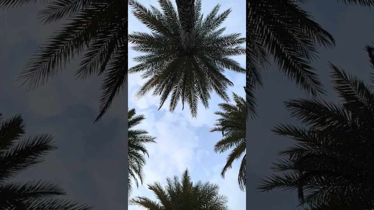 Miami Palm Trees Sky View 🌴 | Day to Evening | Relaxing Ambient Plane Sounds 
