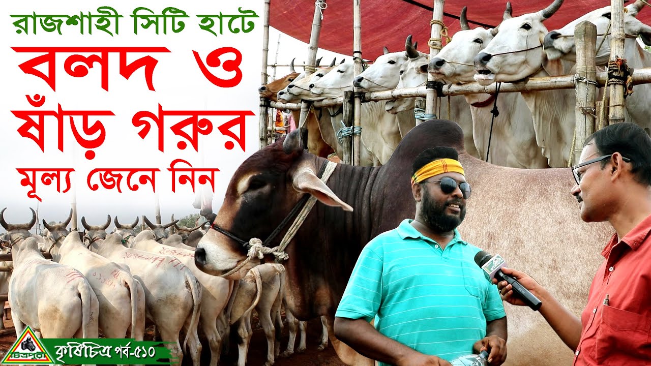 510- রাজশাহী সিটি হাটে বলদ ও ষাড় গরুর মূল্য জানুন । Cow Hat in Bangladesh Chitrapuri Krishi Chitra