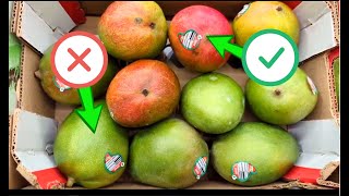 How to choose a sweet juicy mango at the grocery store | Mango 101 by Food Chain TV 7,878 views 9 months ago 5 minutes, 3 seconds