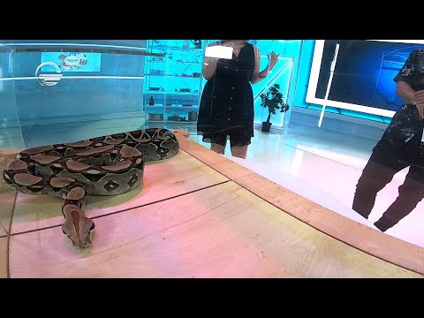 რა გართულებები შეიძლება გამოიწვიოს გველის, ობობის და მორიელის ნაკბენმა