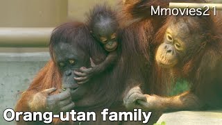 Bornean Orang-utan Baby 赤ちゃんのお世話したいハヤト兄ちゃん