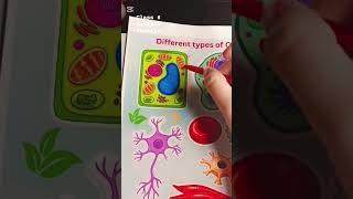 Constricted Response Question Vacuole