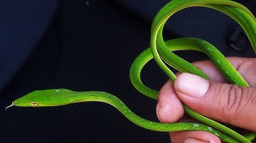 RẮN LỤC KIM - Dễ bị oan vì cơ thể có màu xanh lục | @pntk-tv