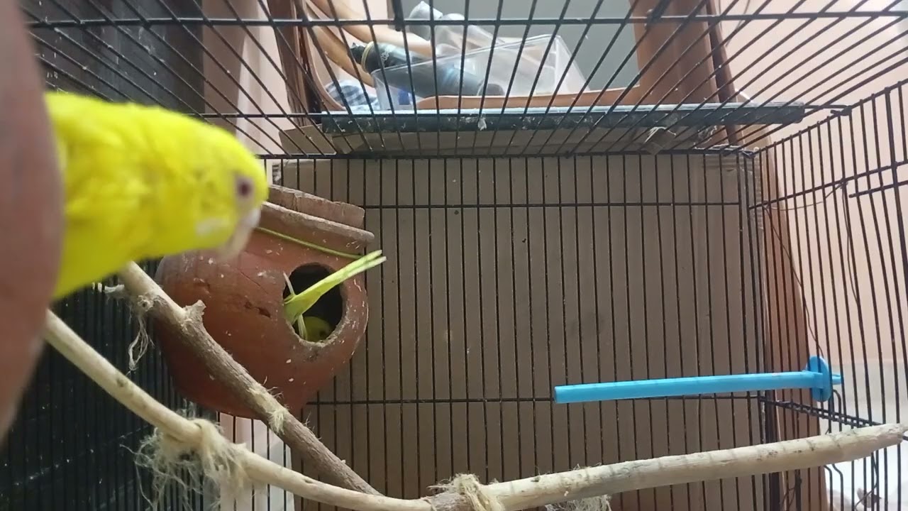 3 Hours of Lovebirds are the cutest birds, budgies singing for lonely birds, Playing #ourcool #birds