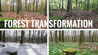 Forest Transformation