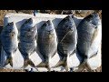 PESCA SURFCASTING SARGOS EN AGUAS CALMADAS