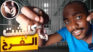 منتج ببغاوات مبتدى (سحبت أول فرخ)4