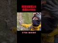 呪術廻戦 死滅回遊編はじまりましたね。禪院直哉くんがマジで良い味だしてます。 #鉱物採集 #呪術廻戦